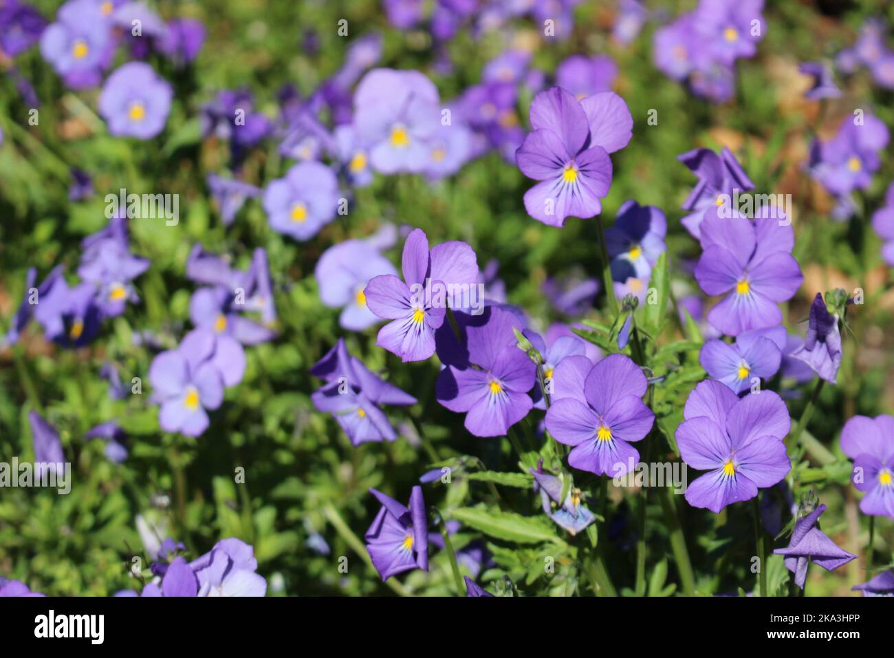 A closeup shot of blooming purple horned pansy flowers in blurred background Stock Photo