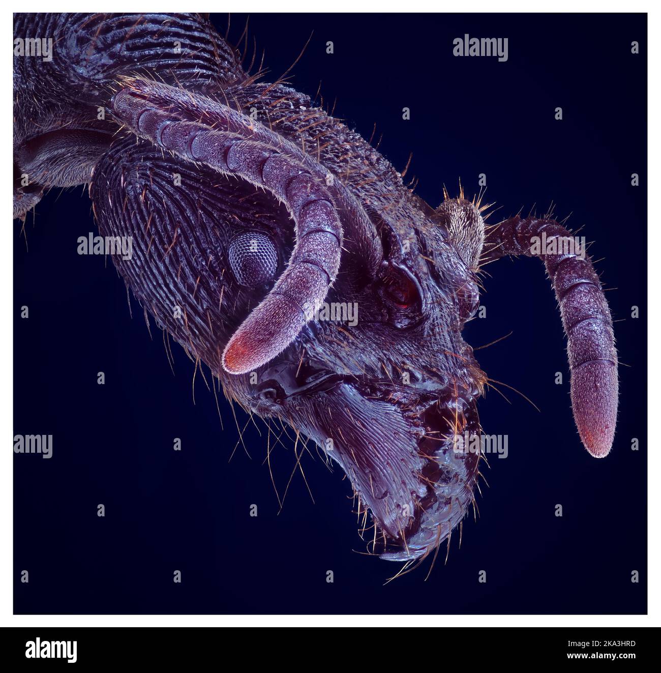 Ant microscope Cut Out Stock Images & Pictures - Alamy