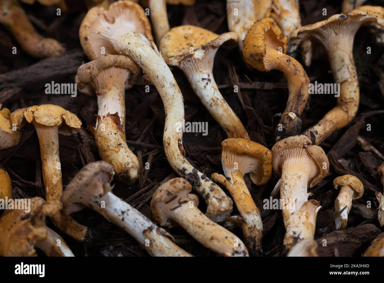 Cantharellus formosus - Pacific golden chanterelle mushrooms. Stock Photo