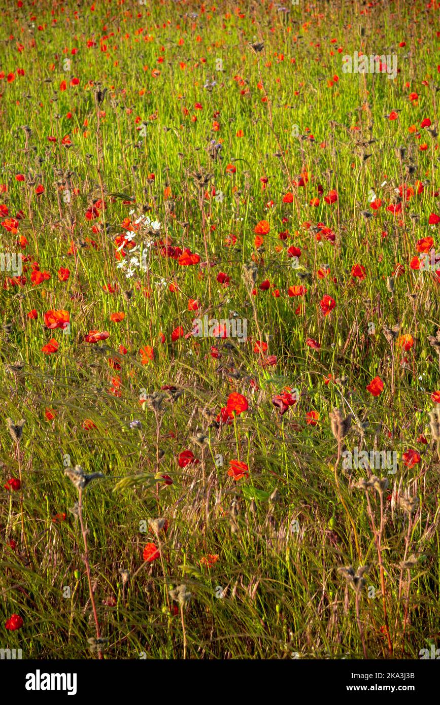 Field of red poppies in summer, the poppy is a flowering plant in the subfamily Papaveroideae of the family Papaveraceae. Stock Photo