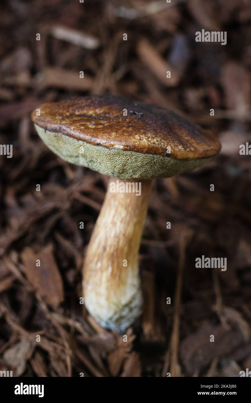 Boletus fibrillosus mushroom Stock Photo Alamy
