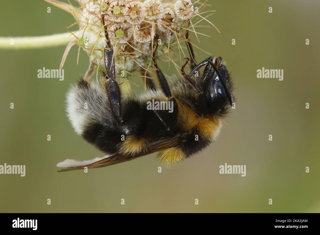 Detailed closeup of a queen large garden or ruderal bumblebee bumblebee , Bombus rudateratus Stock Photo