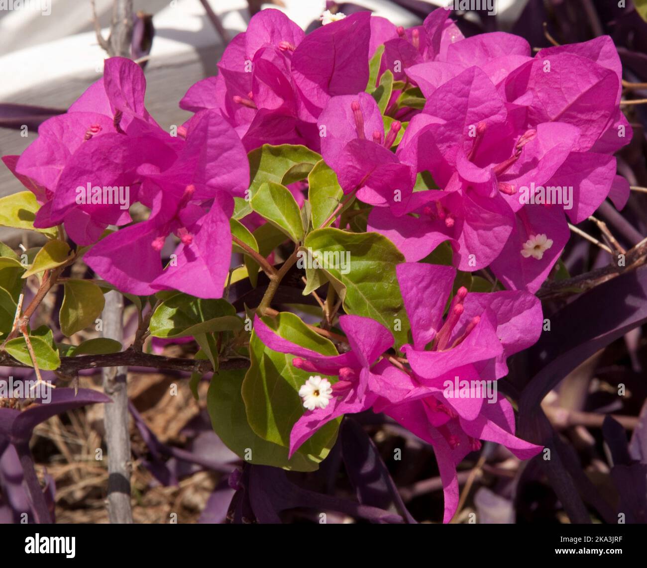 pink-bougainvillea-port-au-prince-haiti-stock-photo-alamy