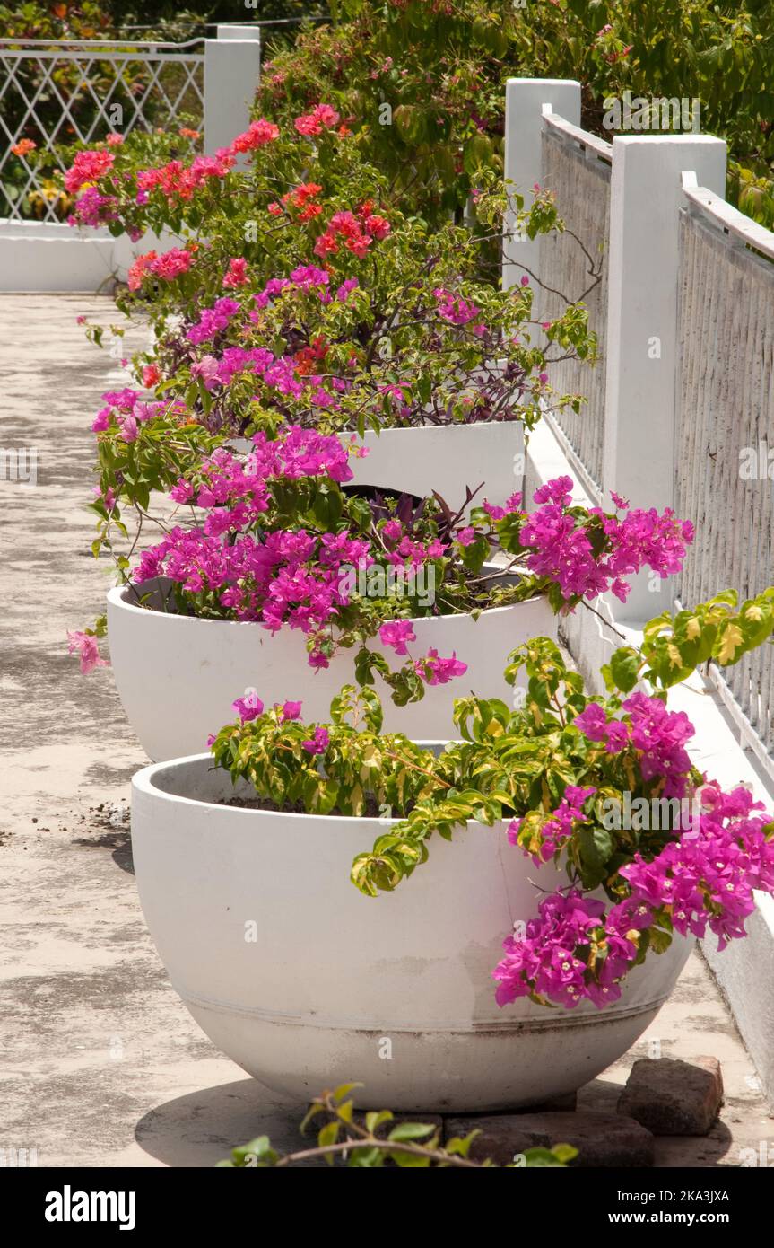 Flower pots with bourgainvillea, PortauPrince, Haiti Stock Photo Alamy