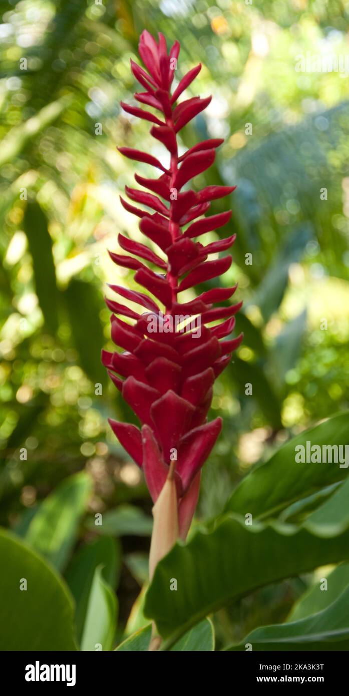 Bromeliad vriesea - Tropical Flowers, Jacmel, Haiti Stock Photo