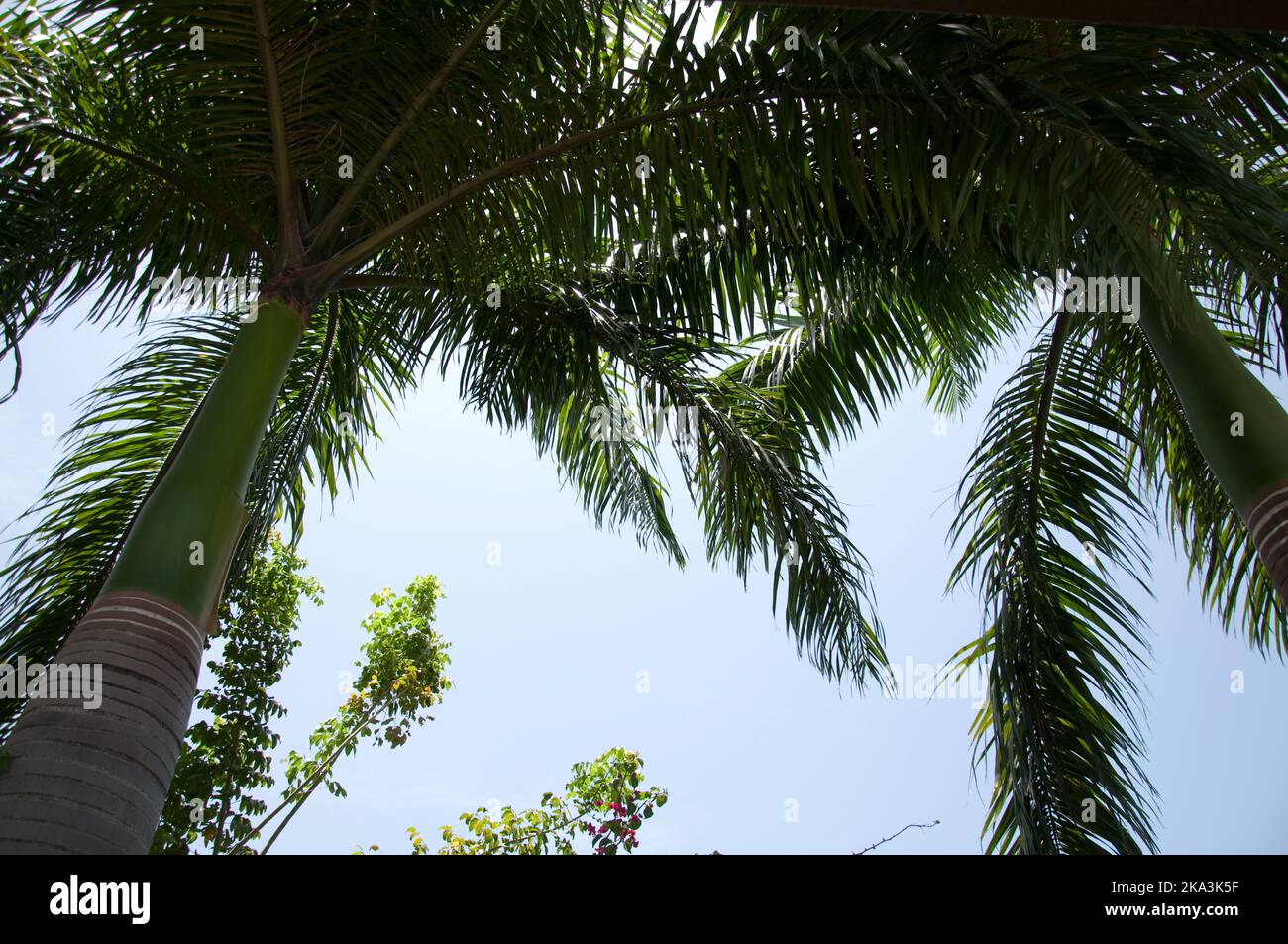 Palm trees, Jacmel, Haiti Bottle palm, Hyophorbe Iagenicaulis Stock