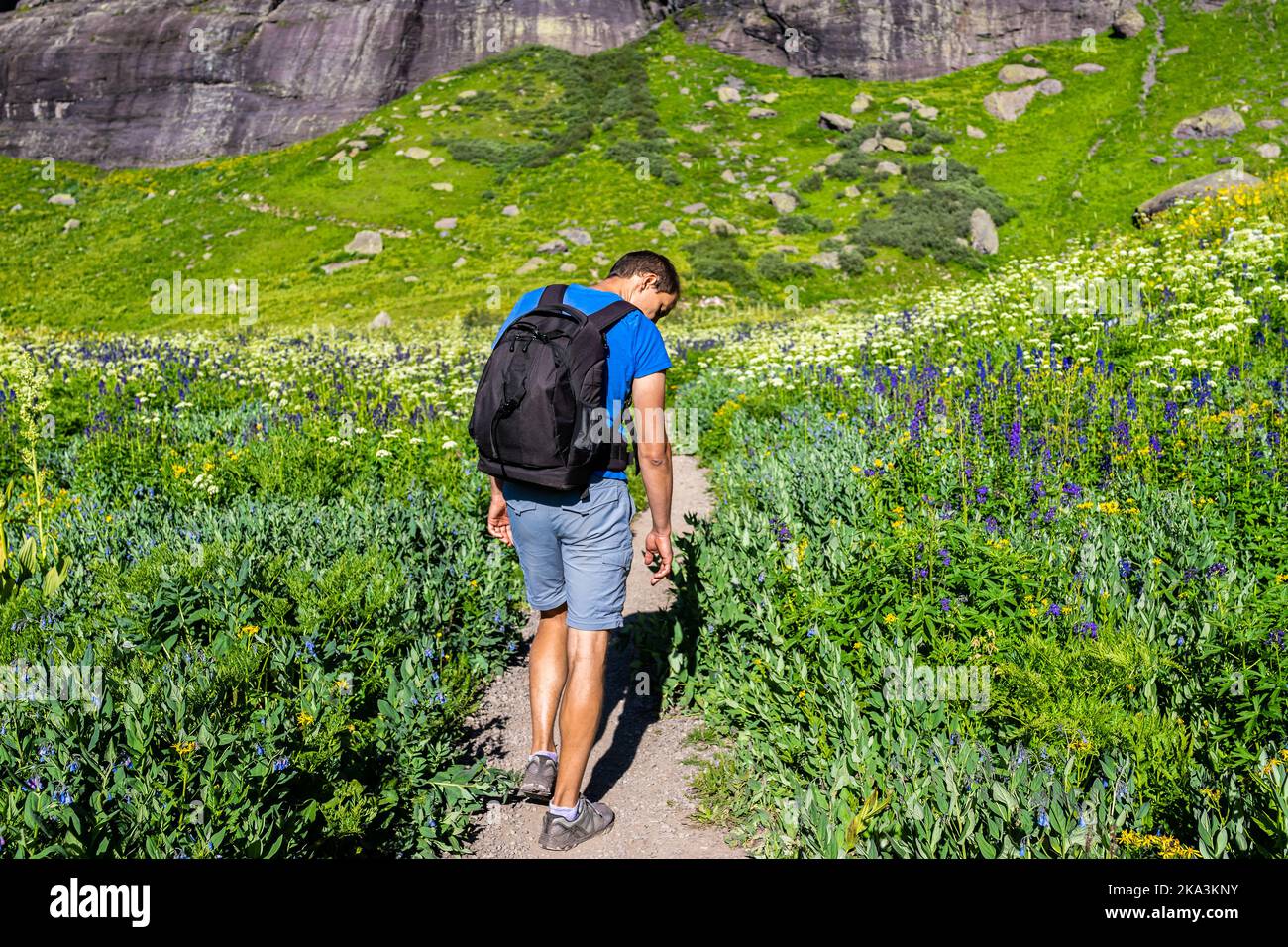 Many bluebells and delphinium nuttallianum larkspur and white flowers with man hiking by meadow field trail to Ice lake near Silverton, Colorado in Au Stock Photo