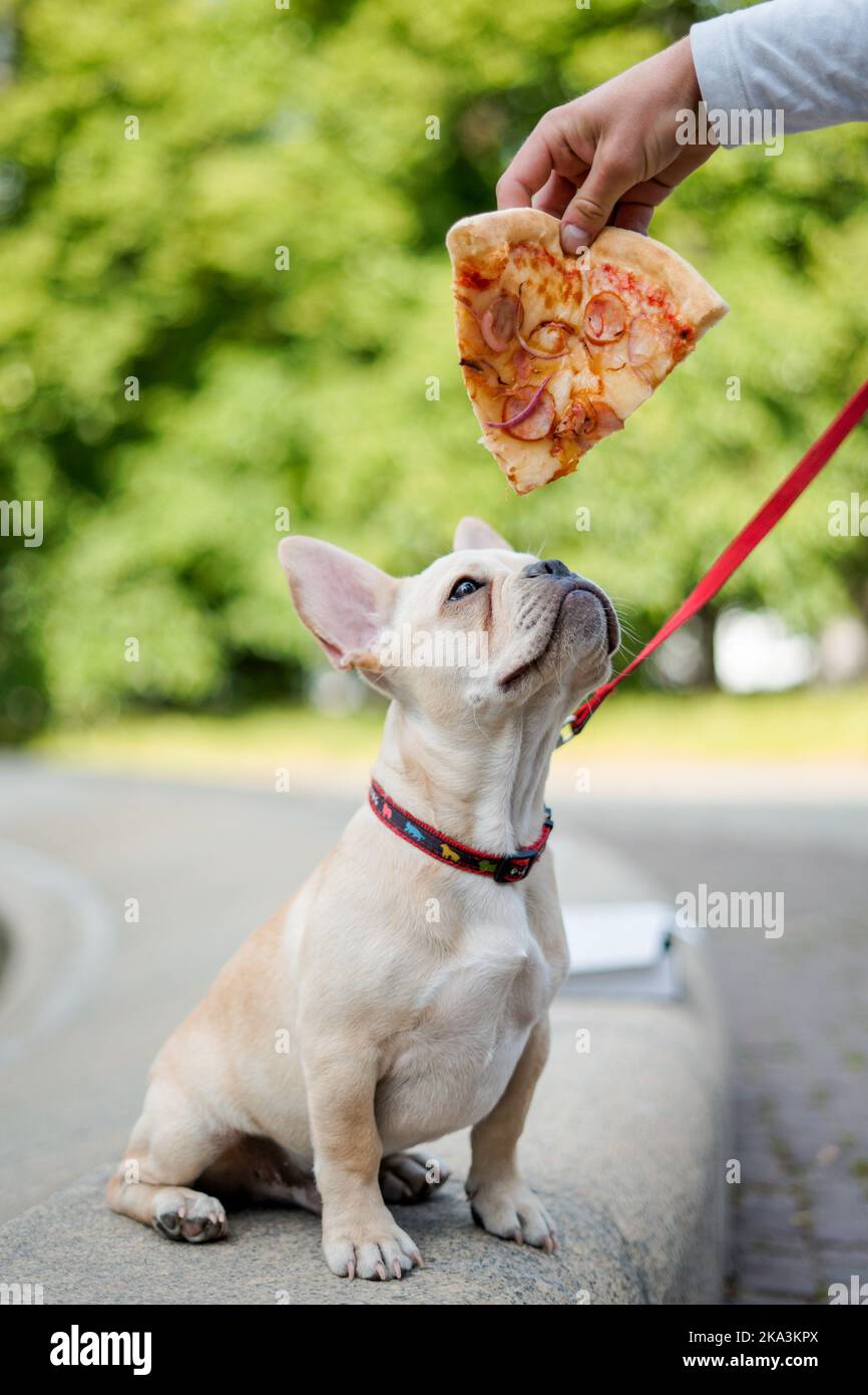My dog ate pizza top