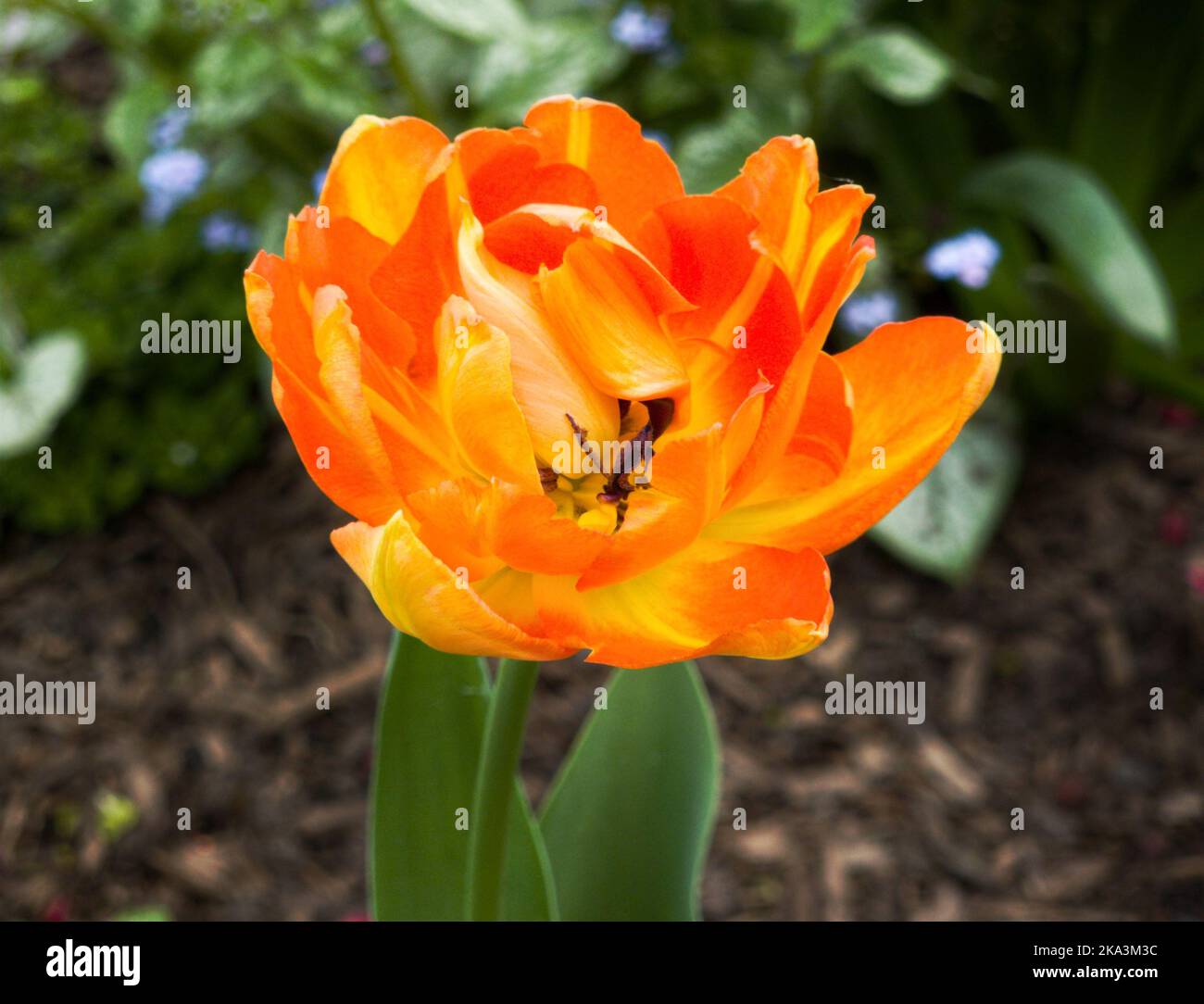 A closeup shot of an orange princess tulip Stock Photo
