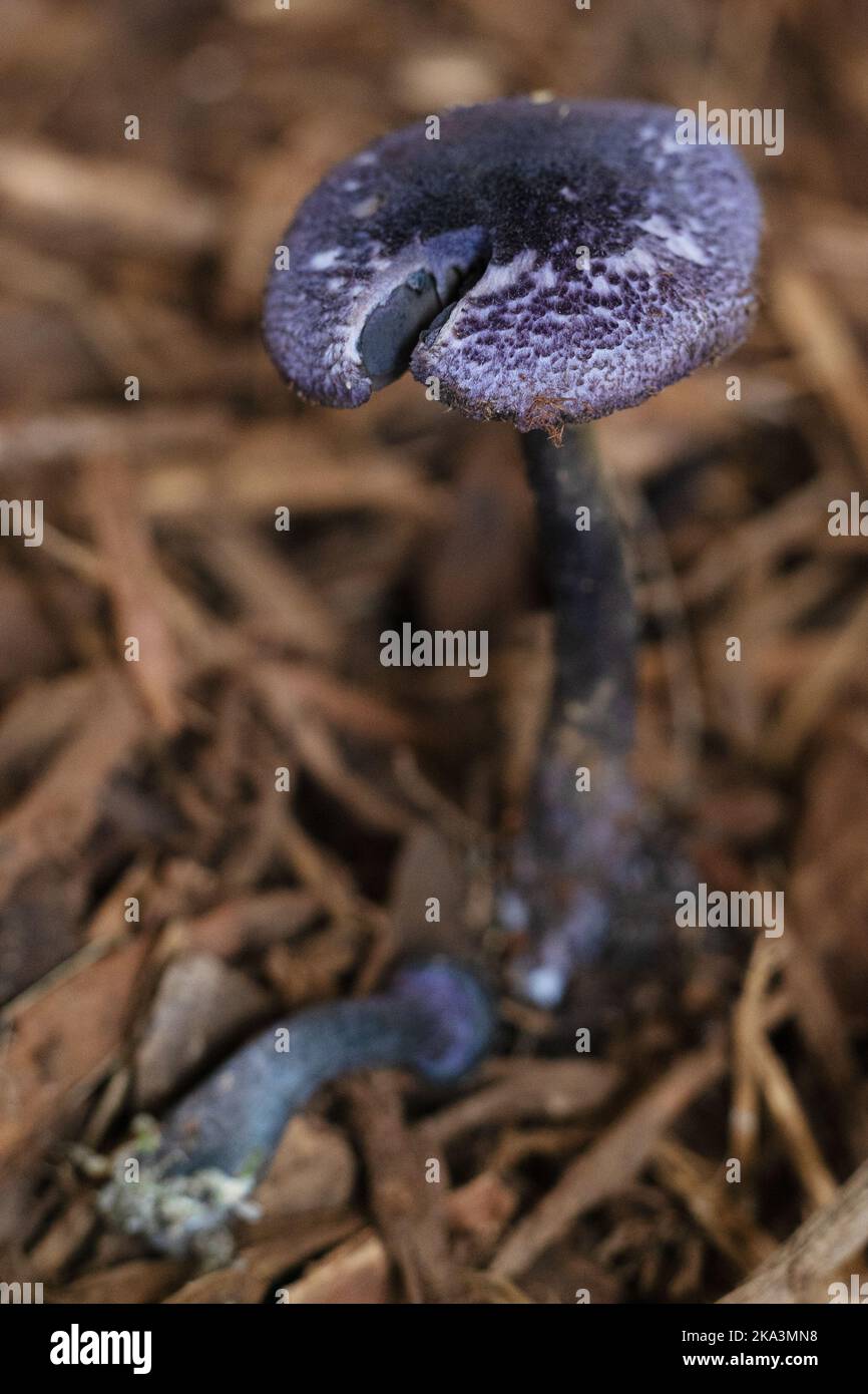 Cortinarius violaceus - violet webcap mushroom. Stock Photo