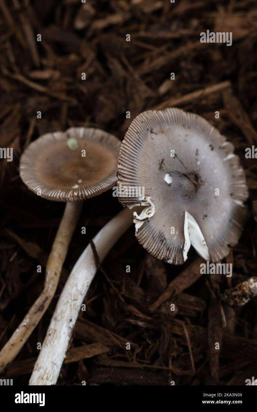 Amanita pachycolea - western grisette mushrooms Stock Photo - Alamy