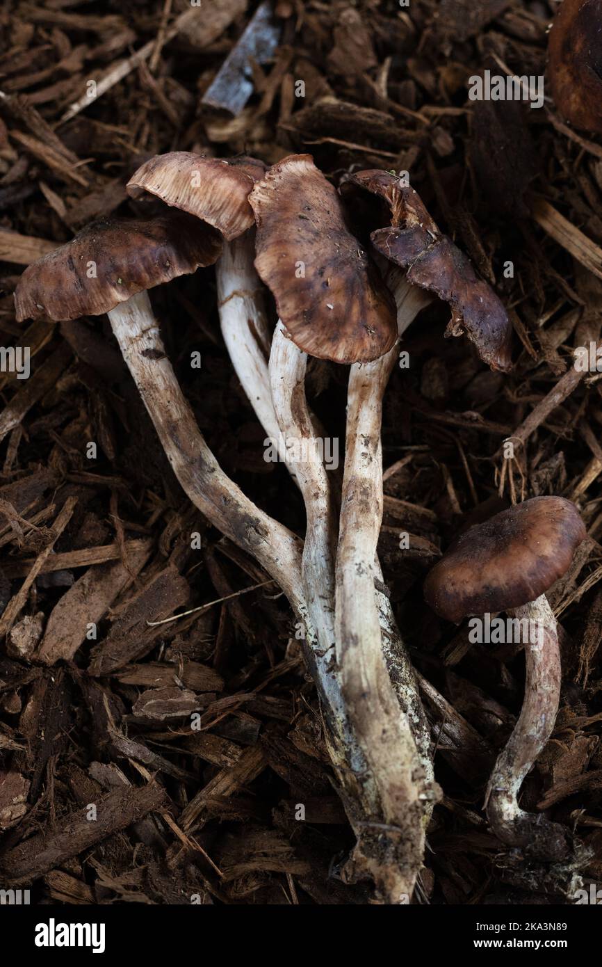 Armillaria solidipes - honey mushroom. Stock Photo