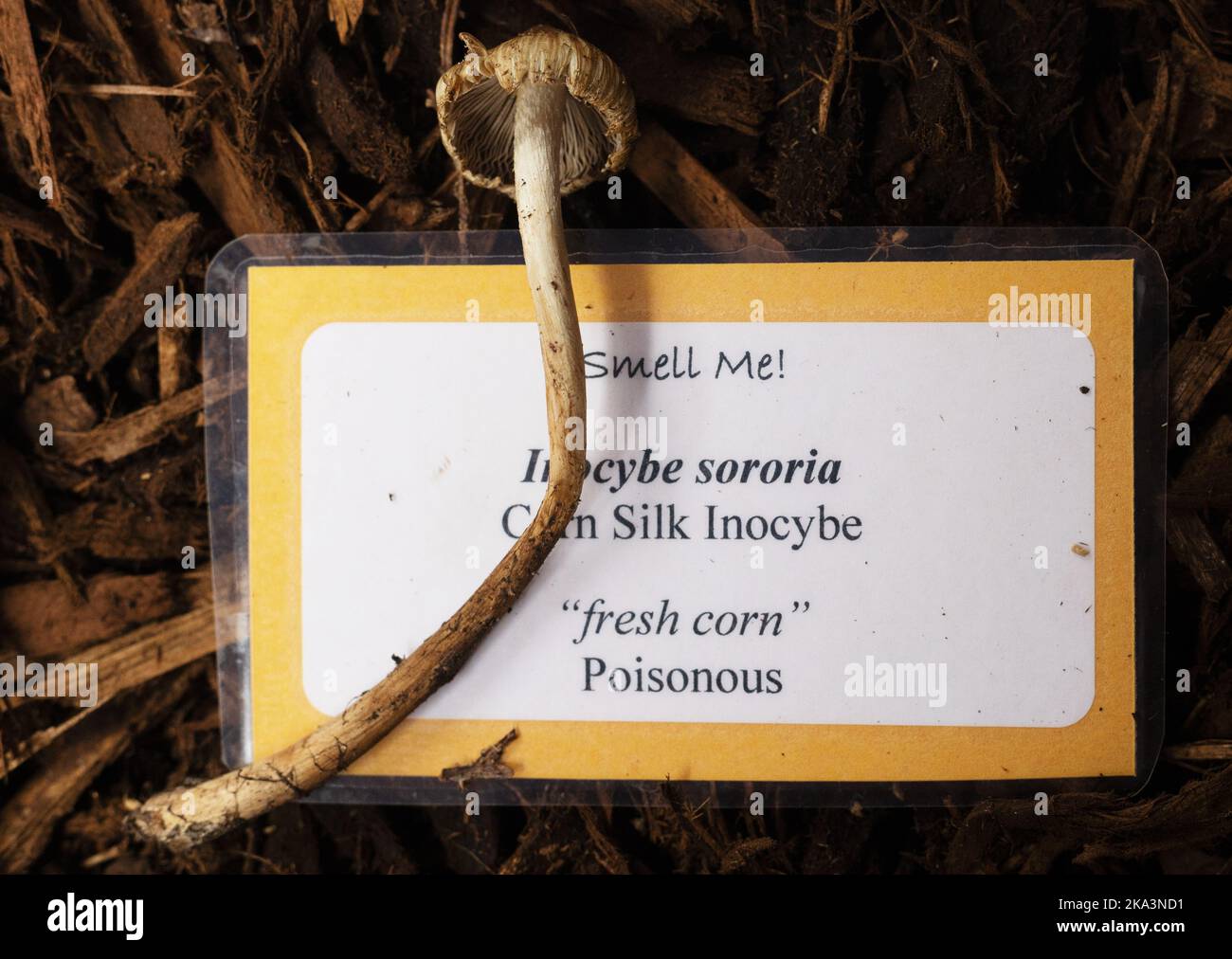 Inocybe sororia mushroom. Stock Photo