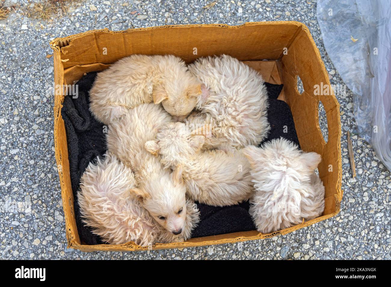 Newborn Hungarian Puli Dog Beige Puppies in Box Stock Photo