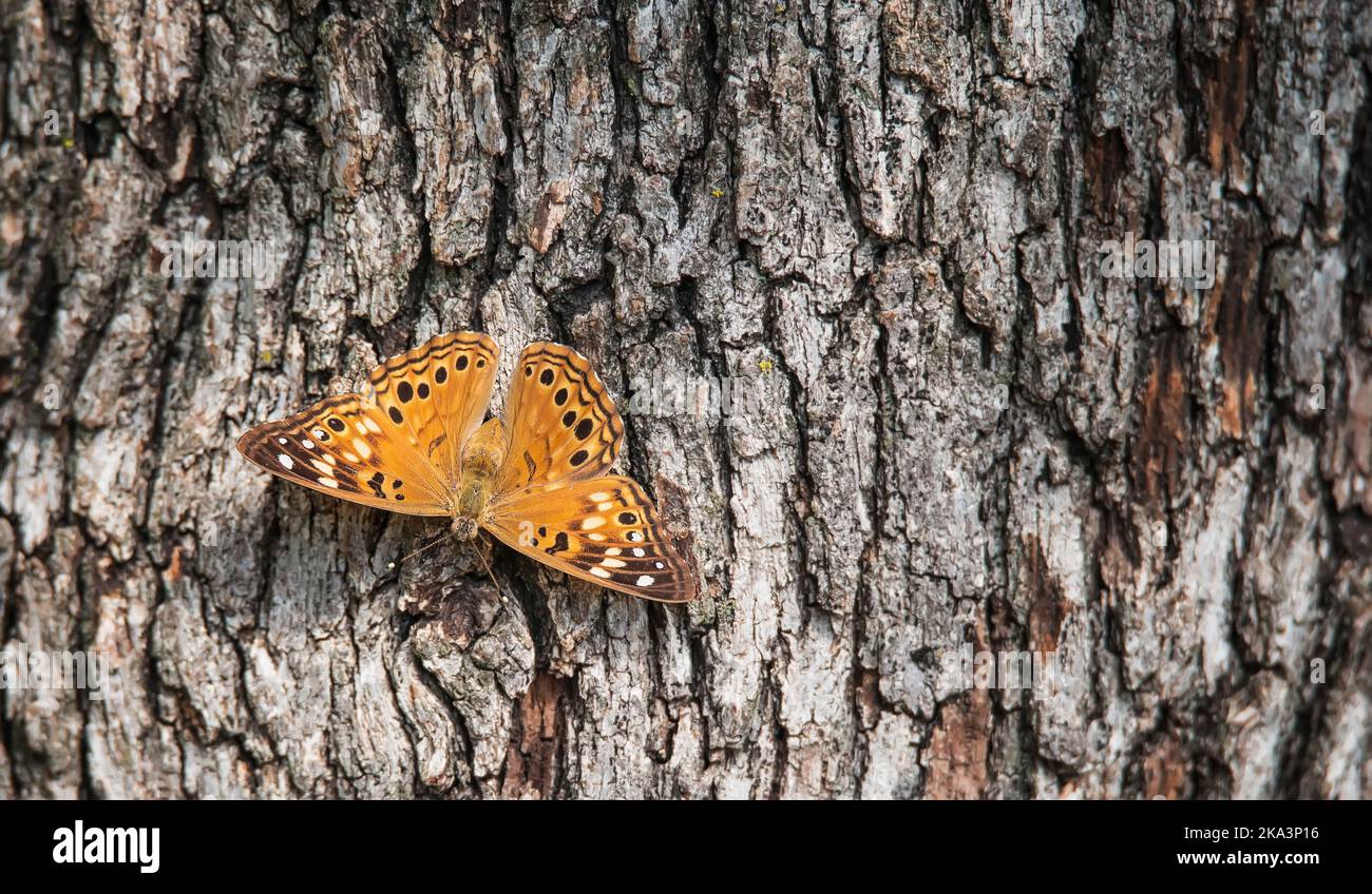 Hackberry Emperor butterfly (Asterocampa celtis) basking on tree bark on a sunny autumn day. Stock Photo