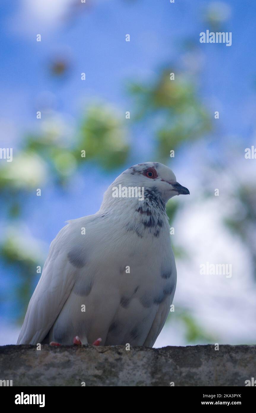 A vertical portrait of cute white pigeon bird against blurry blue sky ...