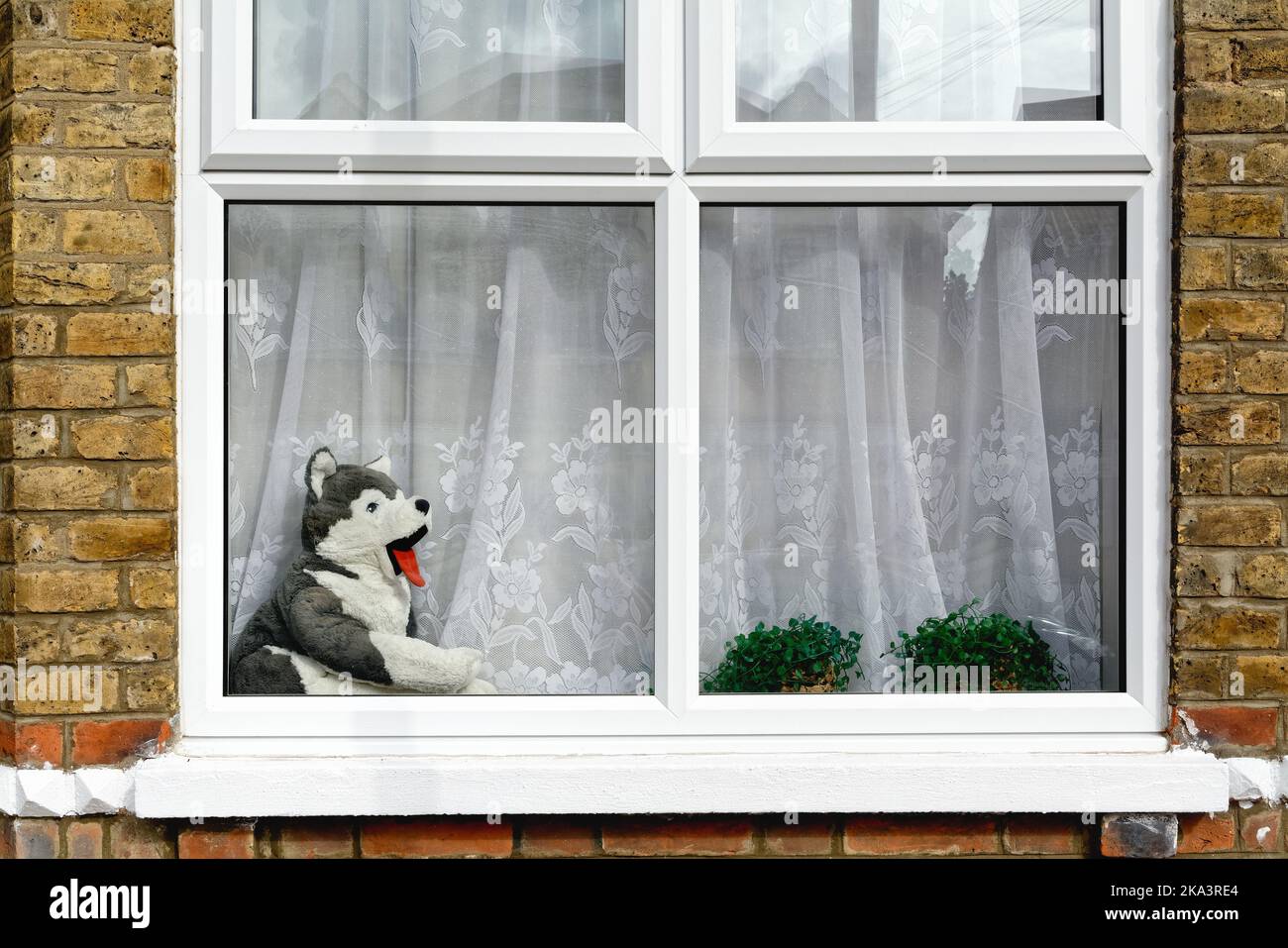 A large toy dog with a red tongue sitting in a front window of a suburban house, UK Stock Photo