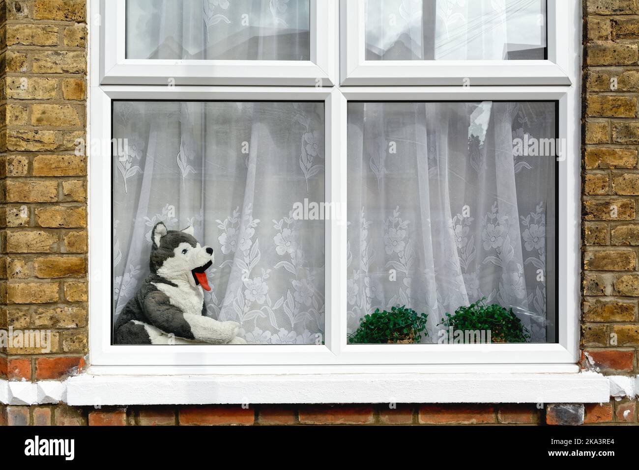 Large Toy Dog