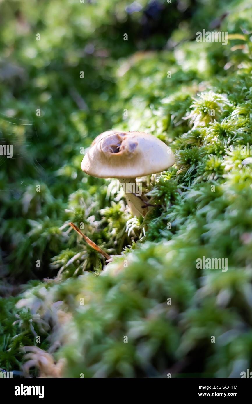 A hygrophorus mushroom in a forest in Sweden Stock Photo