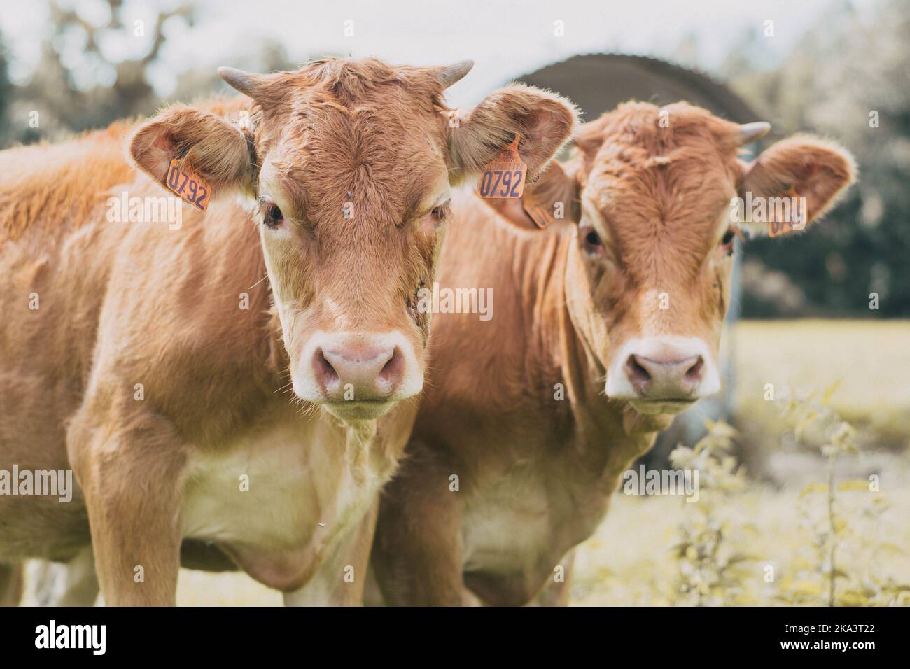 A pair of brown cows grazing on a field Stock Photo - Alamy