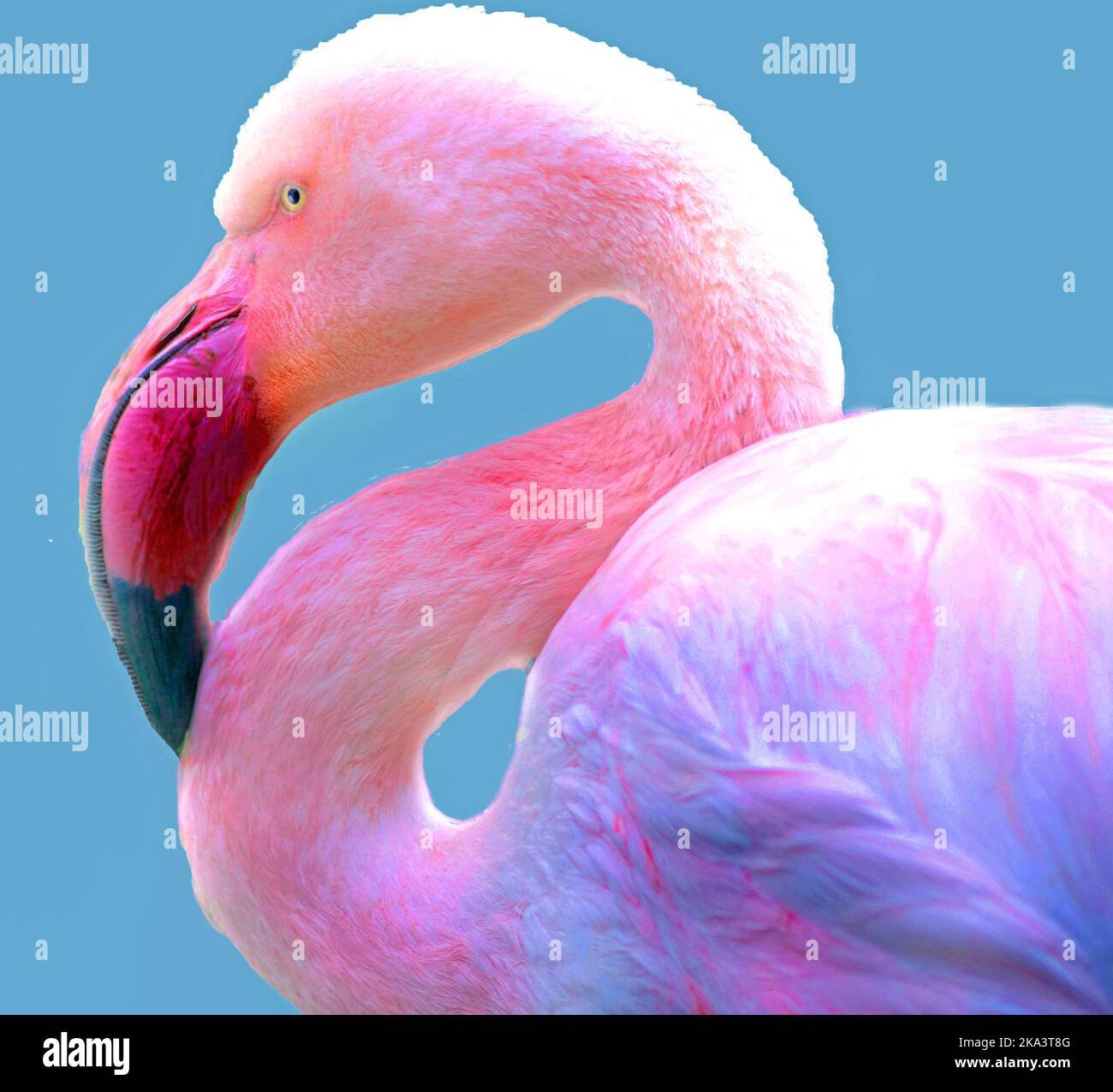 Close-up profile of a pink flamingo, South Africa Stock Photo - Alamy