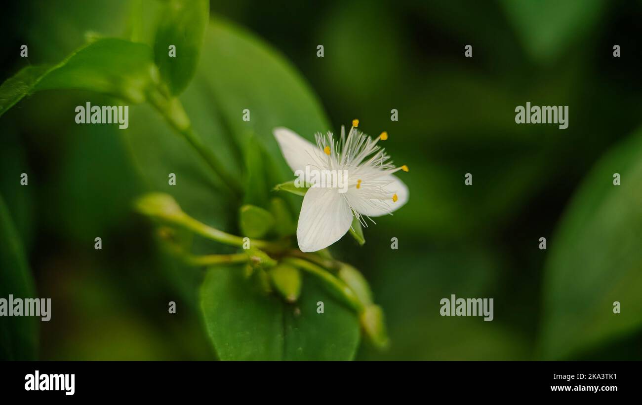 A macro of a tiny white tradescantia flower against blurry background (Tradescantia Fluminensis) Stock Photo