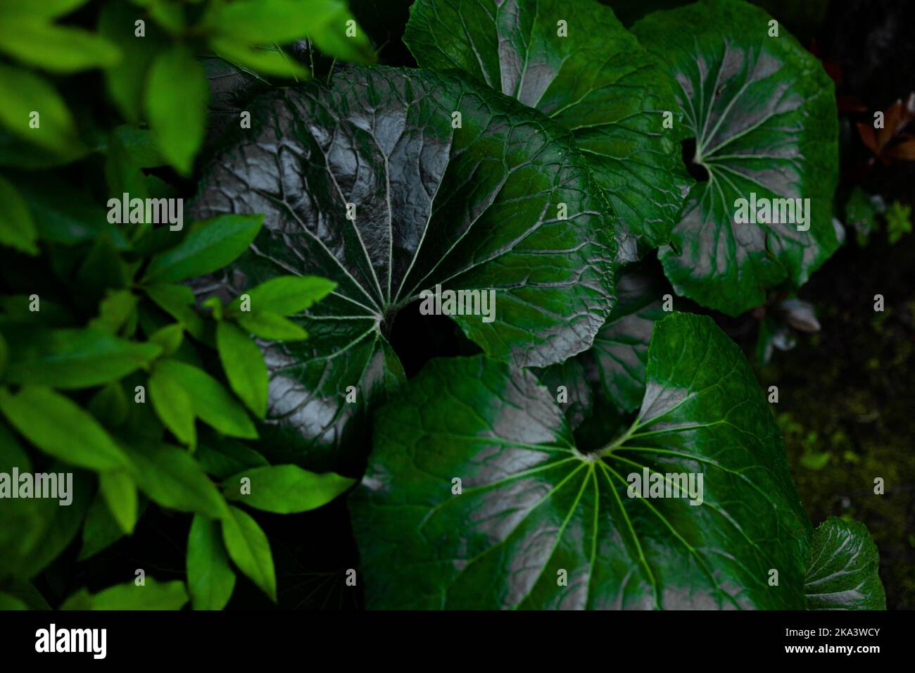 A closeup shot of tractor seat plants (Farfugium) growing in the park
