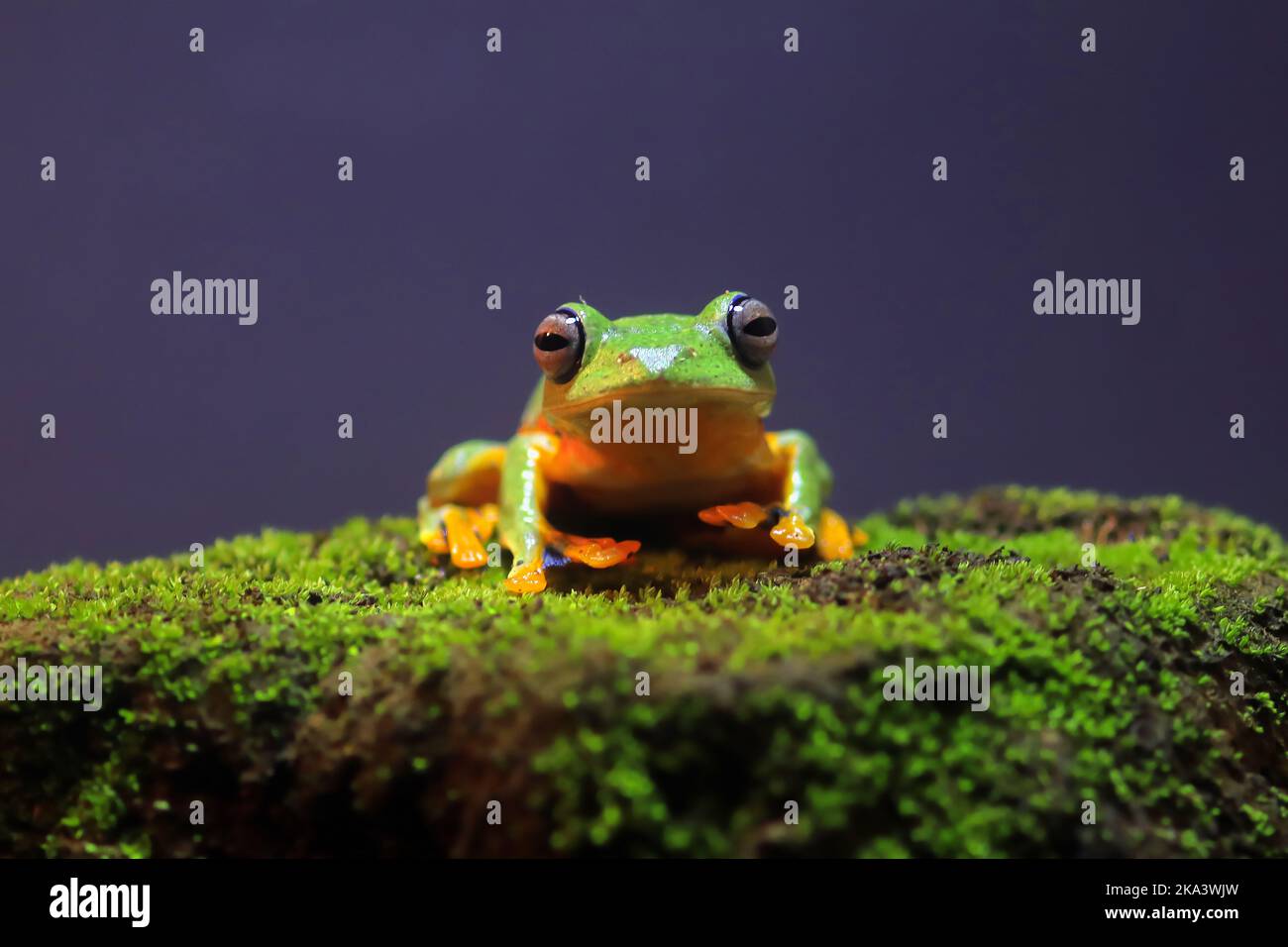 Small tree frog on moss covered stone