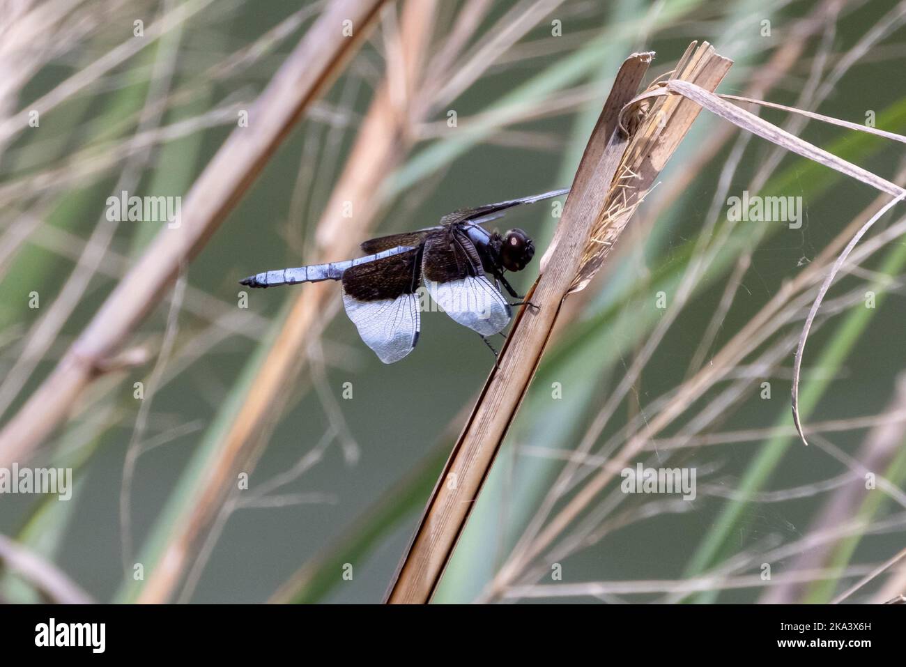 A closeup of the Widow Skimmer, Libellula luctuosa sitting on the plant ...