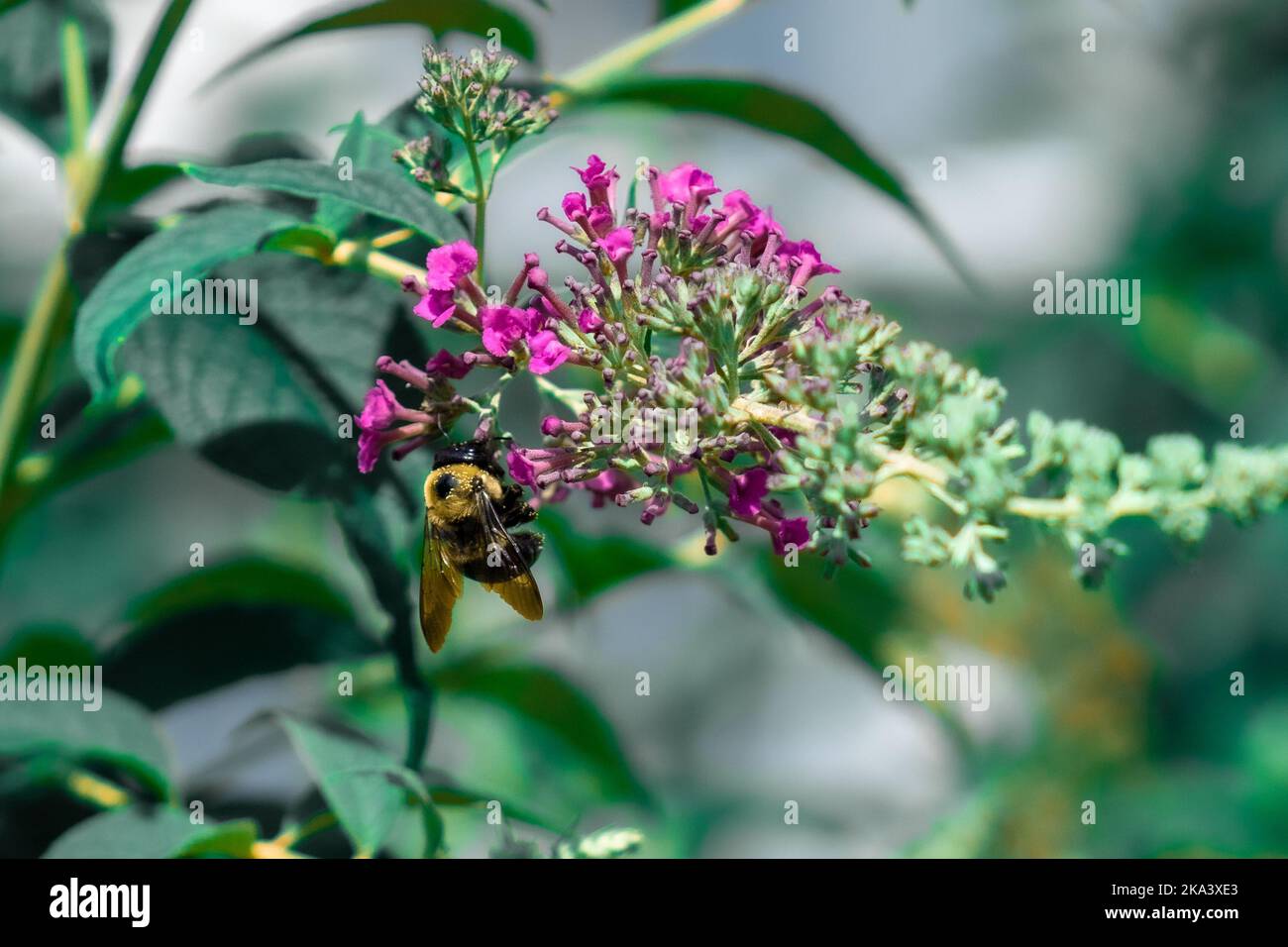A selective focus shot of a bee sipping nectar from a pink flower in the garden Stock Photo