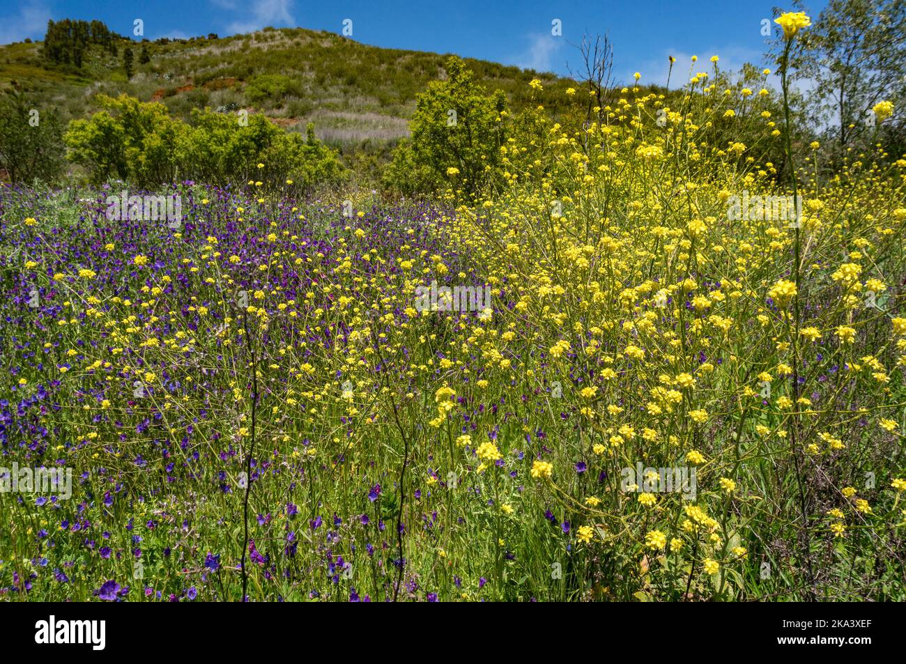 Field of flowers, purple vipersbugloss and hoary mustard. Wild spring