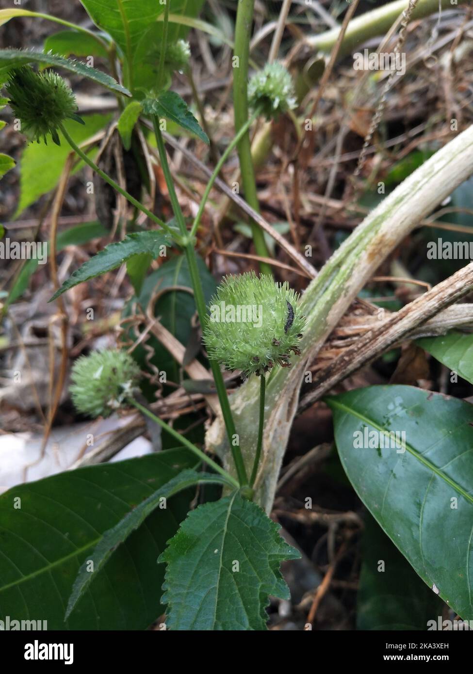 Hyptis is a genus of flowering plant in the family Lamiaceae. These ...
