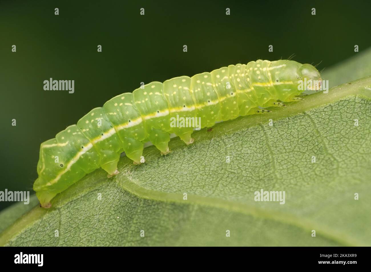 Copper Underwing moth caterpillar(Amphipyra pyramidea) on underside of leaf. Tipperary, Ireland Stock Photo