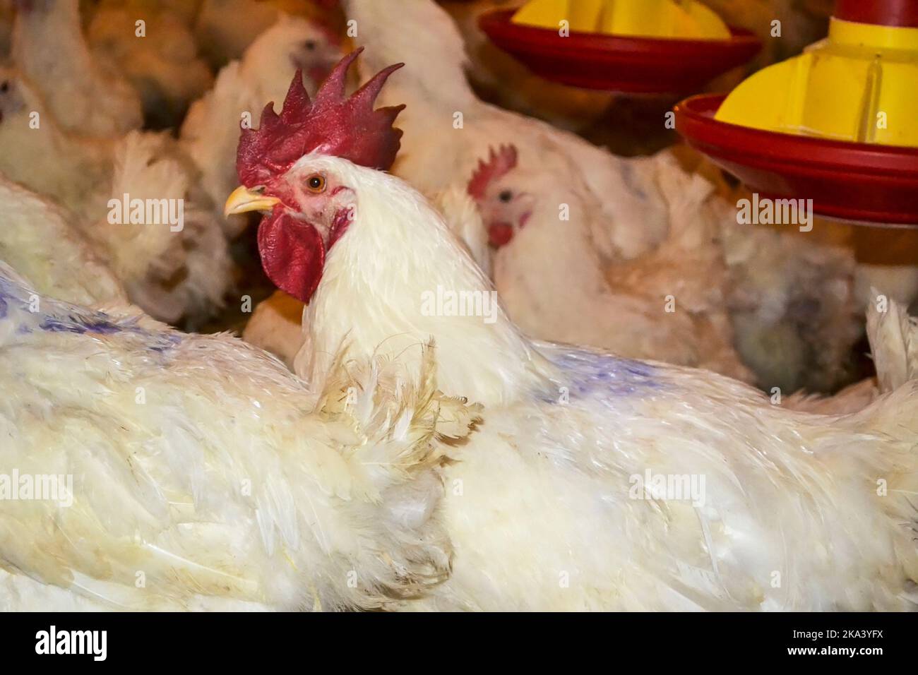 A flock of hens and roosters in a farm Stock Photo Alamy