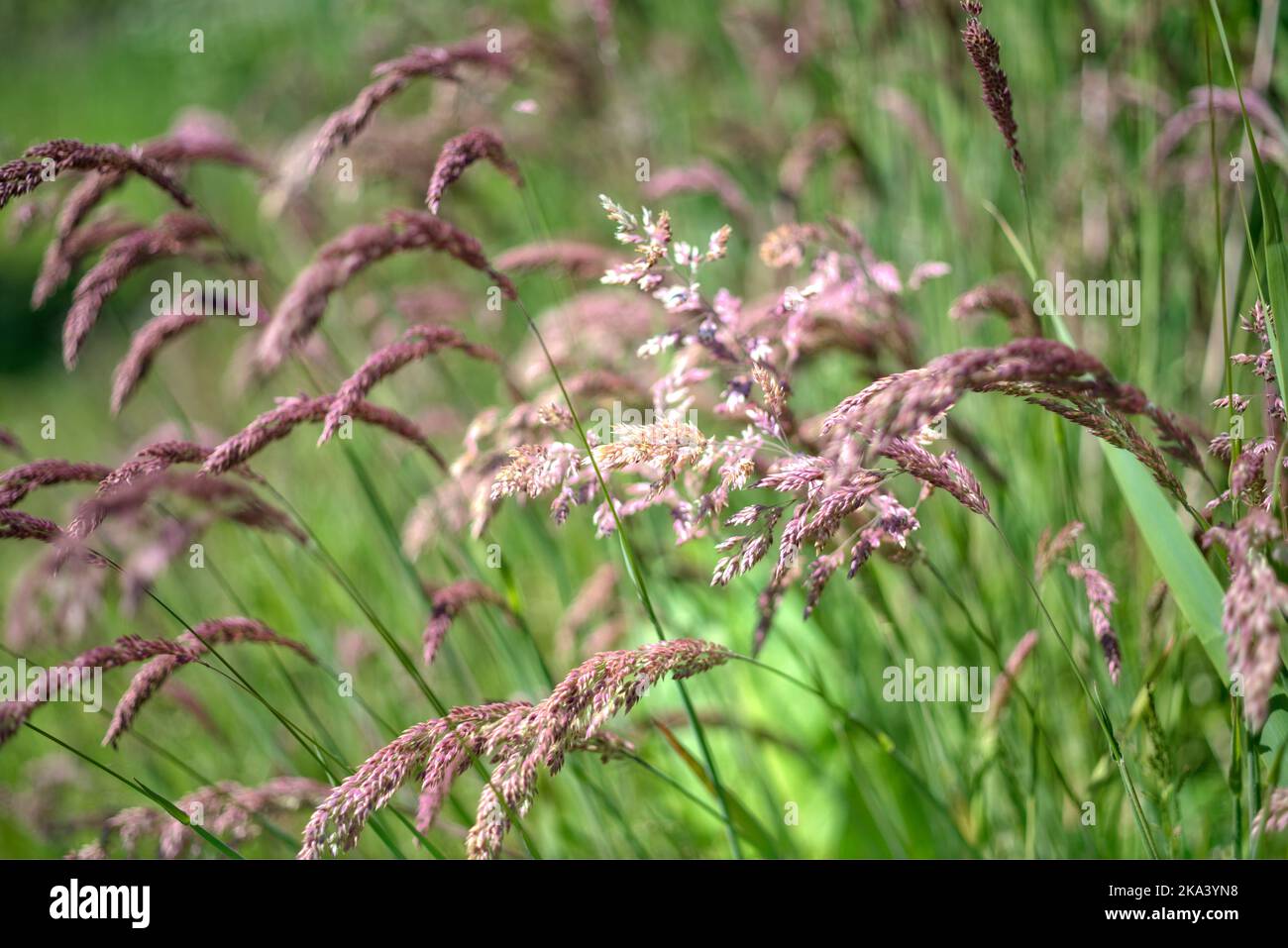 A macro shot of Hierochloe plants being blown by the wind in the field Stock Photo