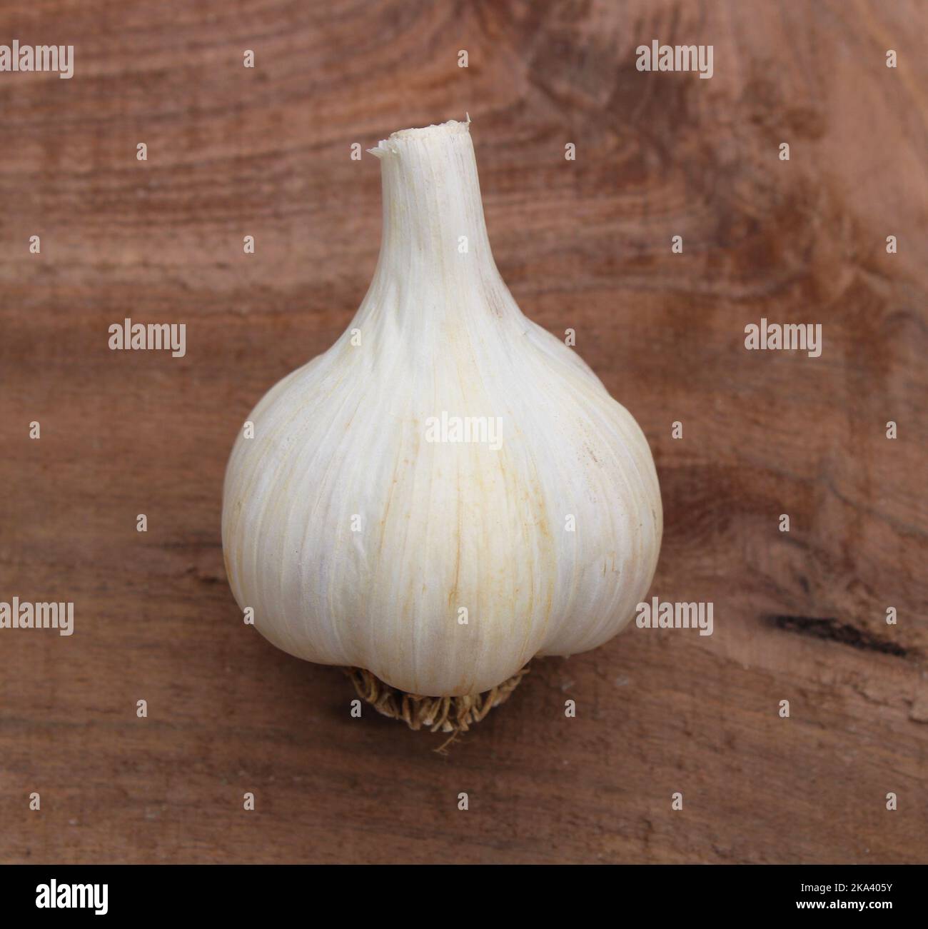 A Whole Bulb of German White Garlic Stock Photo Alamy