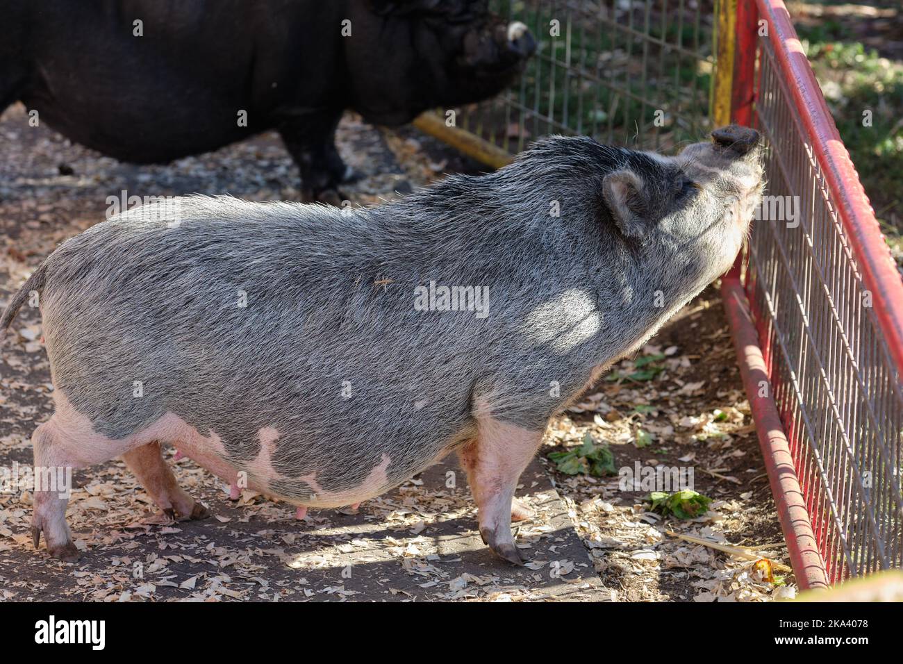 Animals in their pens at the farm fair exhibition Stock Photo Alamy