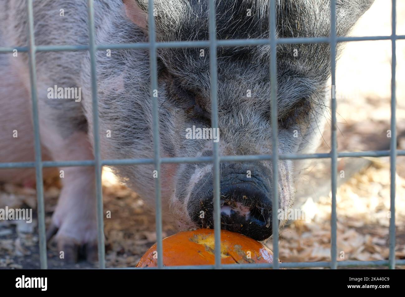 Animals in their pens at the farm fair exhibition Stock Photo Alamy