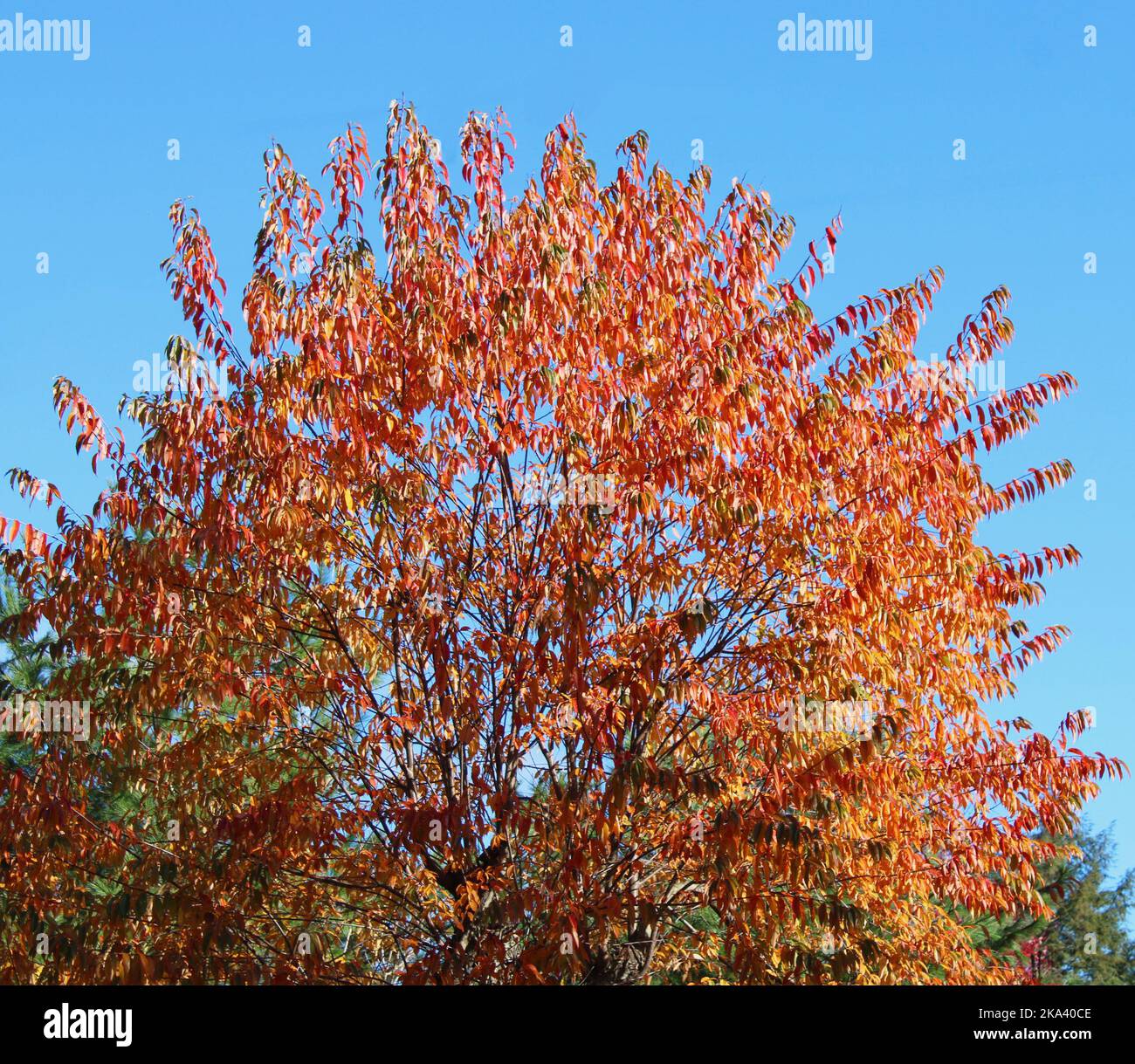 Brightly Colored Foliage on a Wild Black Cherry Tree in Autumn Stock Photo