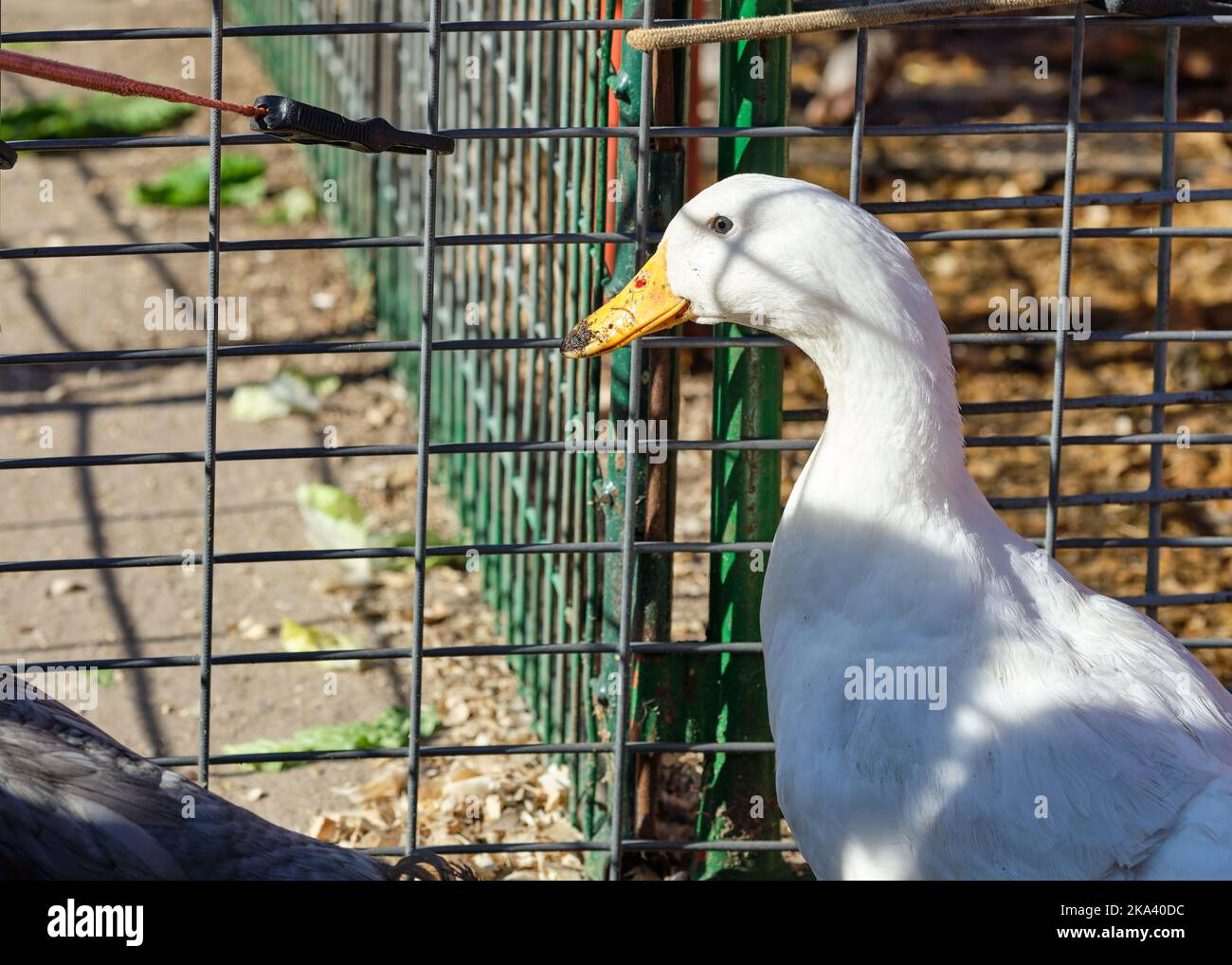 Animals in their pens at the farm fair exhibition Stock Photo Alamy