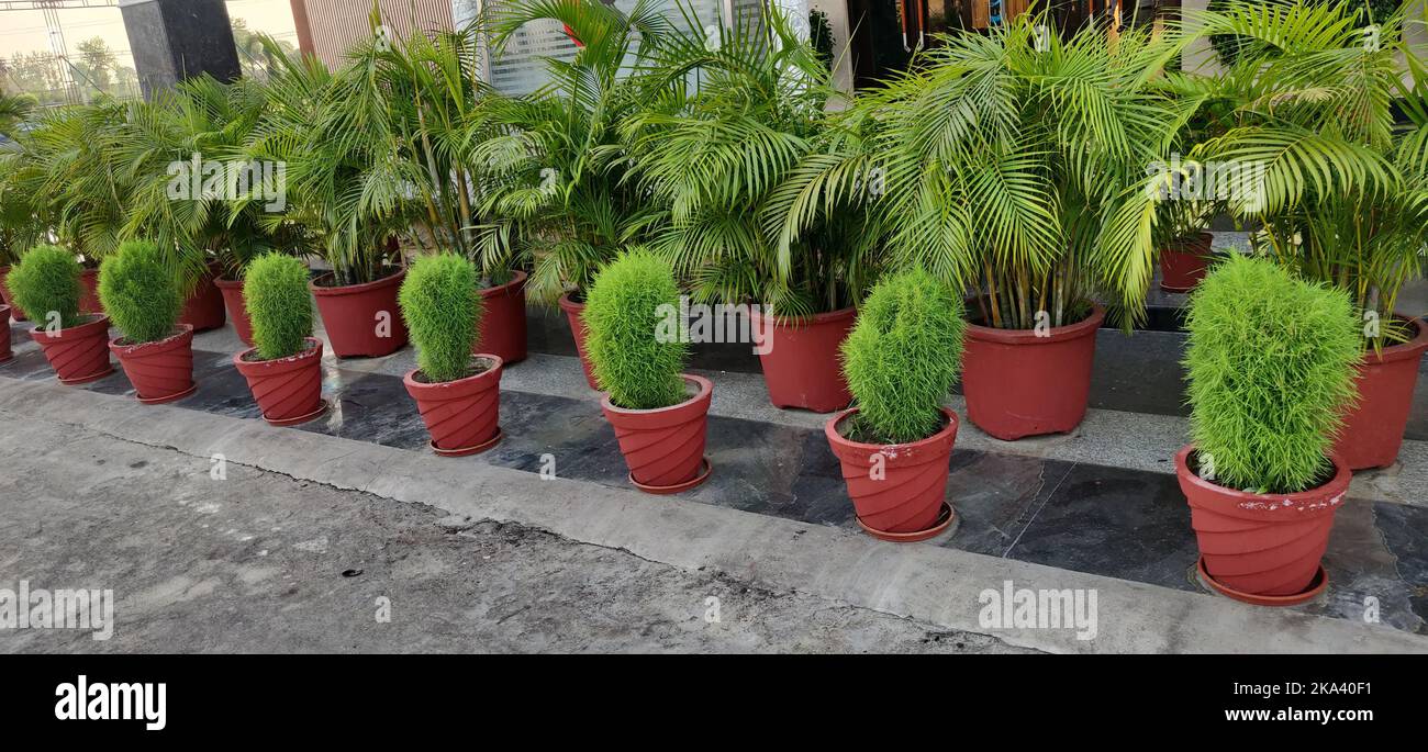 Bassia Scoparia is a large annual herb with in Potted plants pattern Stock Photo