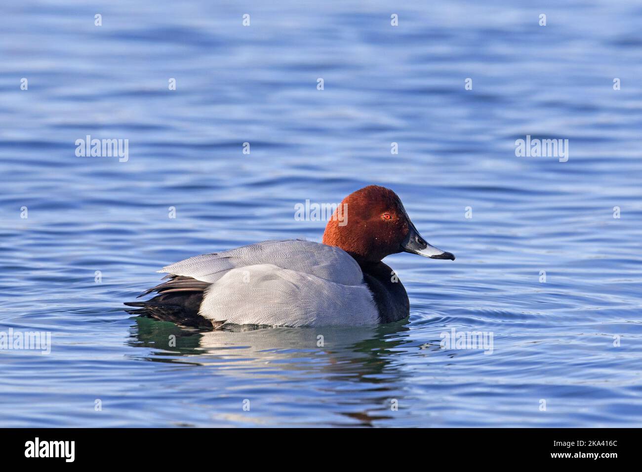 Common pochard (Aythya ferina) adult male in breeding plumage swimming in water of lake in winter Stock Photo