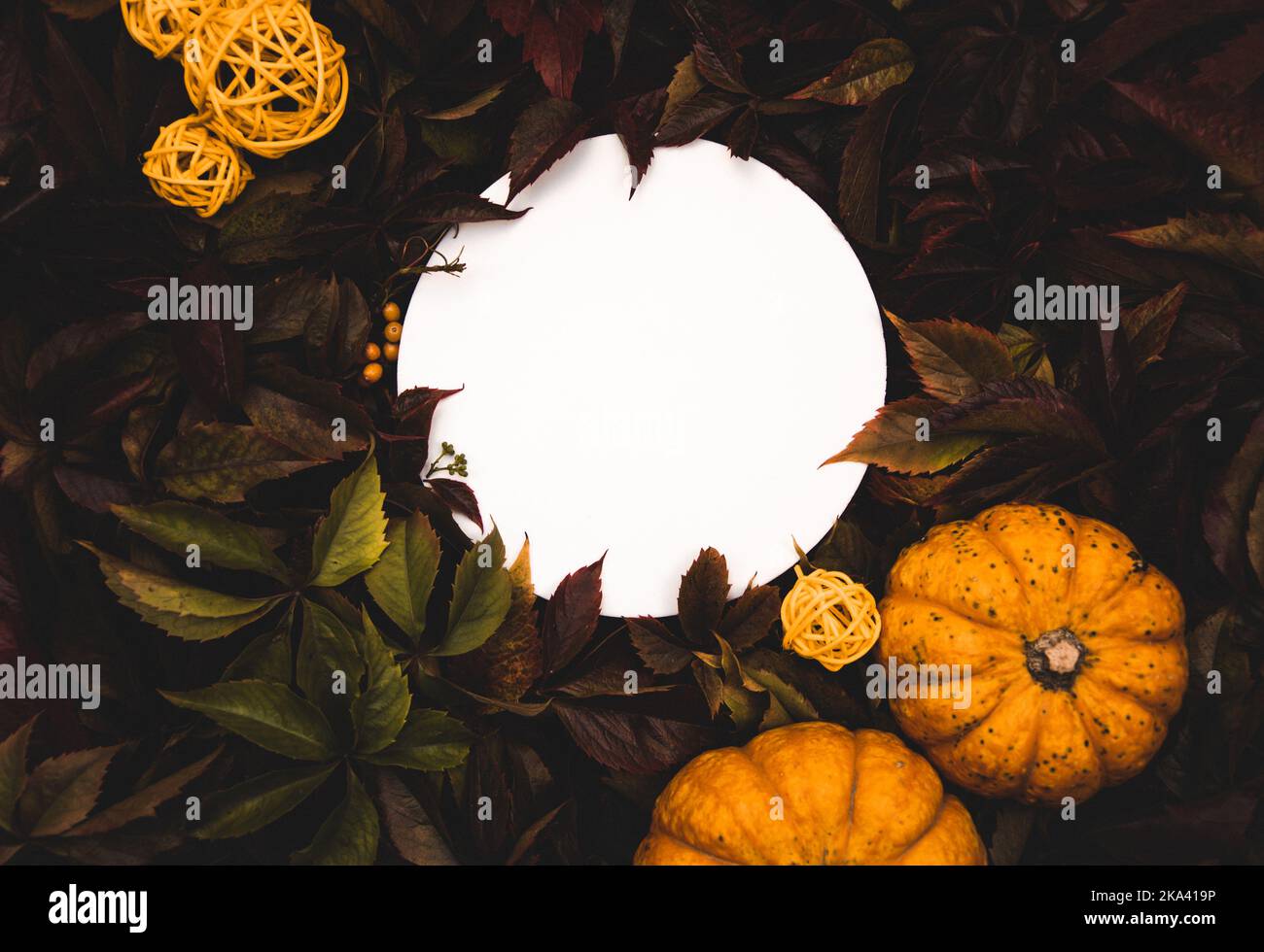 Horizontal flatlay white round copyspace on foliage background. Сircle framed by leaves pumpkins and stylized balls - for logo, text. Stock Photo
