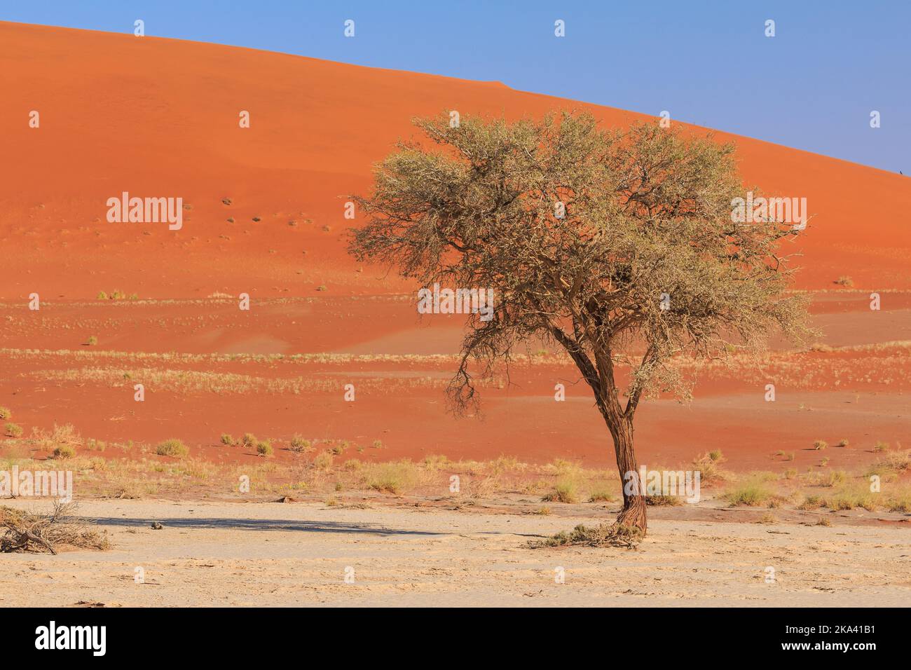 Deadvlei, white clay pan located inside the Namib-Naukluft Park in Namibia. Live, green acacia trees. Colorful dunes in the background. Stock Photo