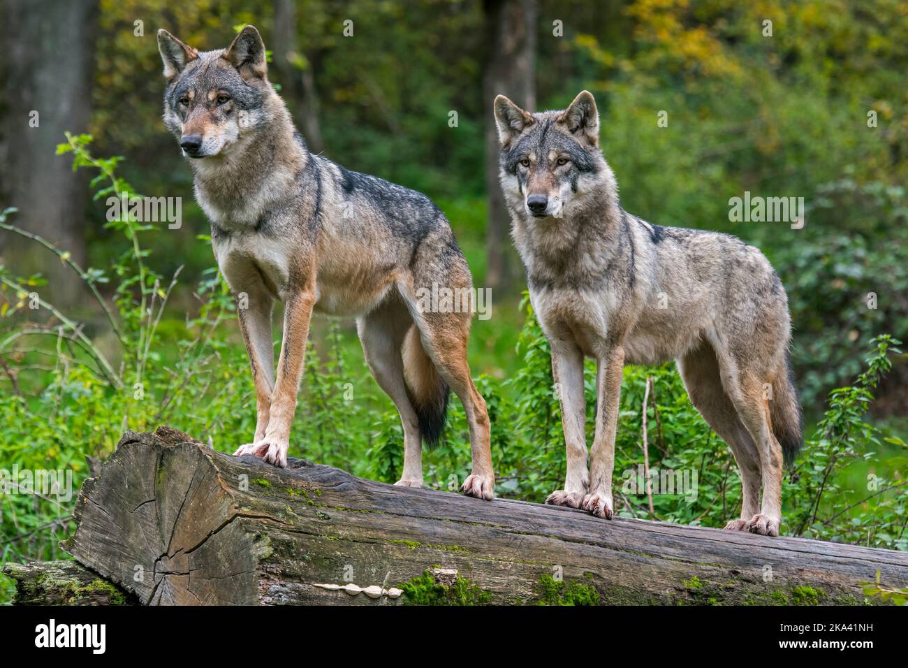 Two Eurasian woves / grey wolf couple (Canis lupus lupus) using fallen tree trunk as look-out point in forest in autumn / fall Stock Photo