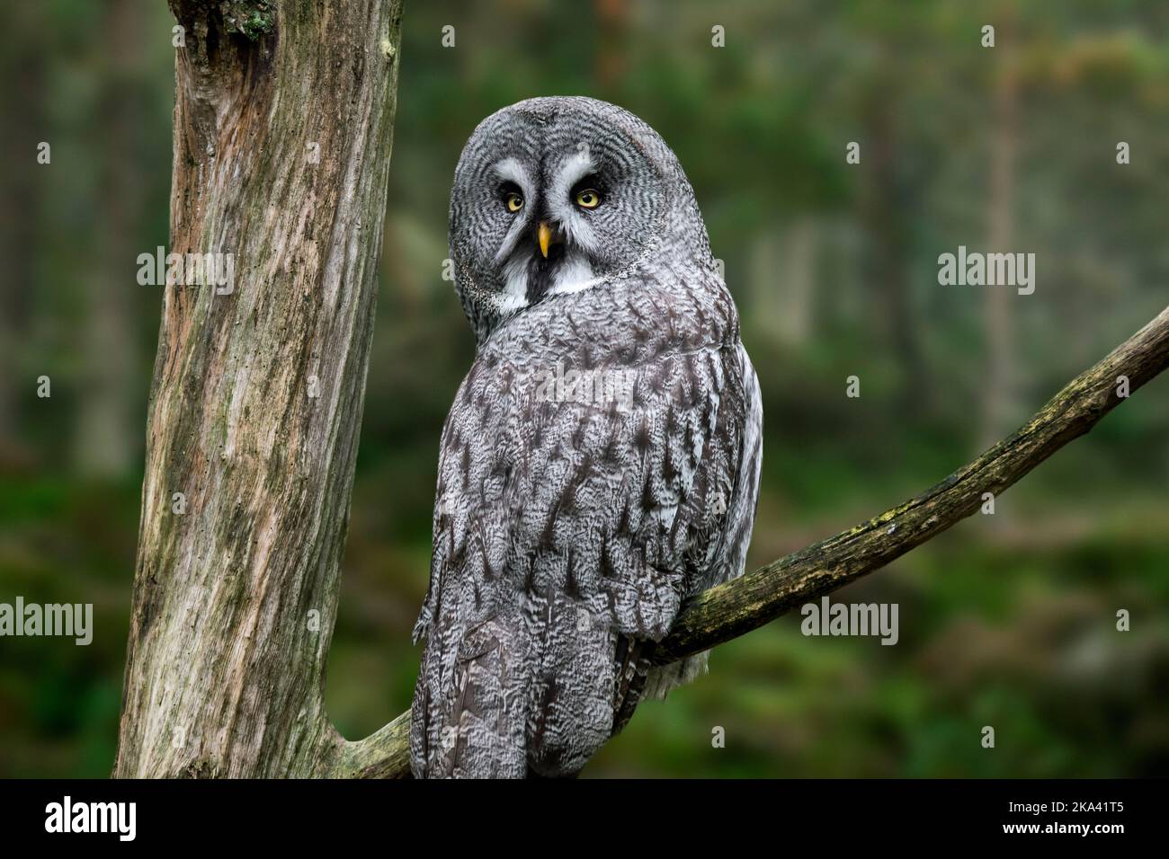 Great grey owl / great gray owl (Strix nebulosa) perched in tree in coniferous forest, native to North America, Finland, Estonia and northern Asia Stock Photo