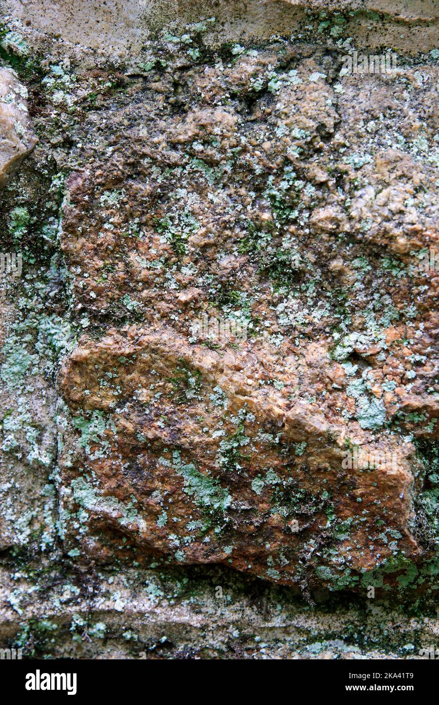 Green lichen growing on rouch patterned rock face. Stock Photo
