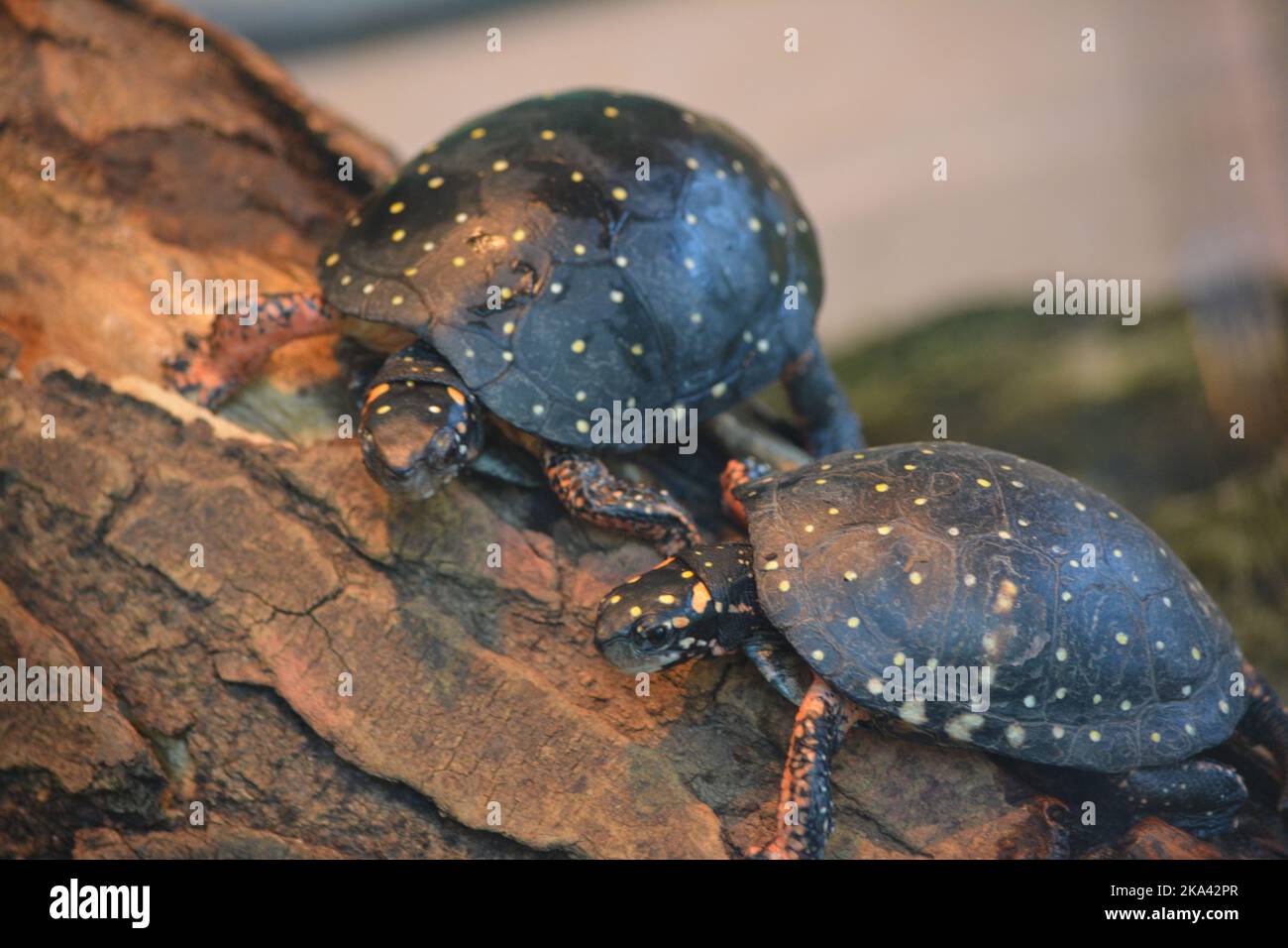 Two turtles on tree hi-res stock photography and images - Alamy