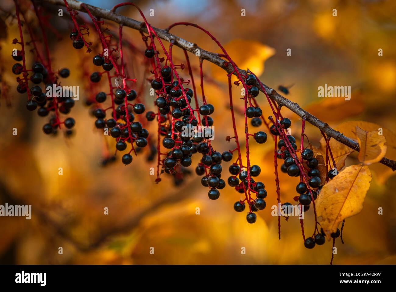 European Bird Cherry (Prunus padus) and Bracken (Pteridium aquilinum) with hoar-frost, autumnal colouring Autumn landscape  forest Stock Photo