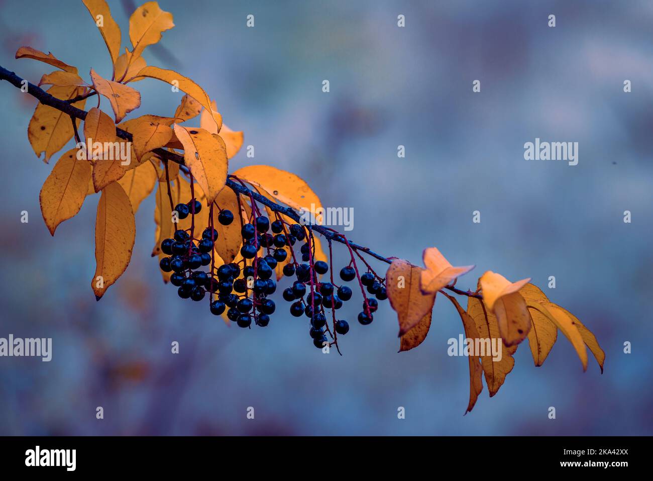 European Bird Cherry (Prunus padus) and Bracken (Pteridium aquilinum) with hoar-frost, autumnal colouring Autumn landscape  forest Stock Photo